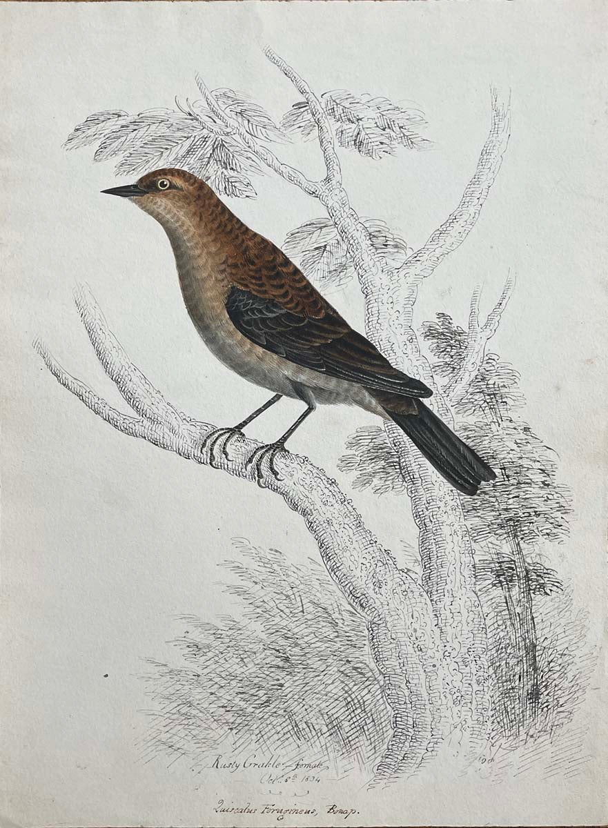 Rusty Grackle female Oct 8th 1834 Quis calus Ferusineus Bonap.