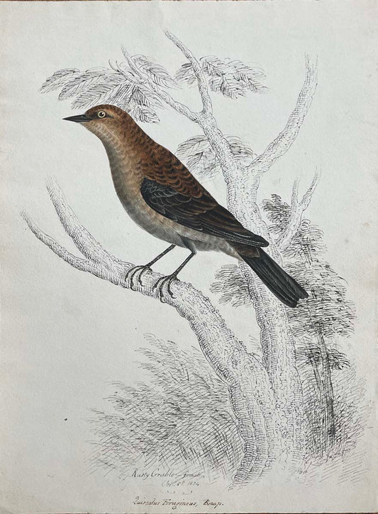 Rusty Grackle female Oct 8th 1834 Quis calus Ferusineus Bonap.