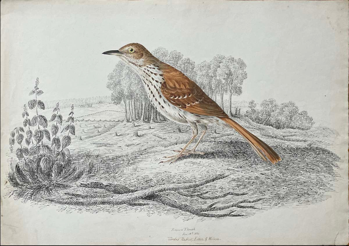 Brown Thrush June 18th 1834 Turdus Rufus Linn & Wilson