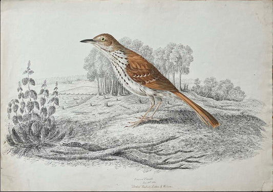 Brown Thrush June 18th 1834 Turdus Rufus Linn & Wilson