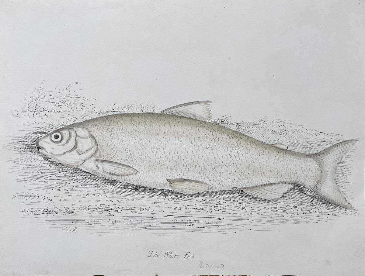 The White Fish Reduced