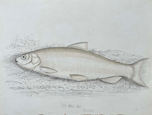 The White Fish Reduced