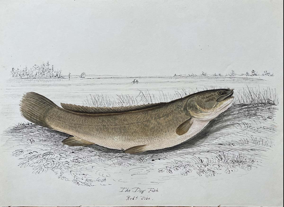 The Dog Fish Reduced size