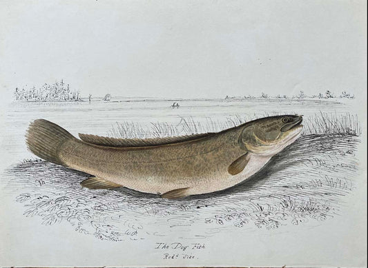The Dog Fish Reduced size