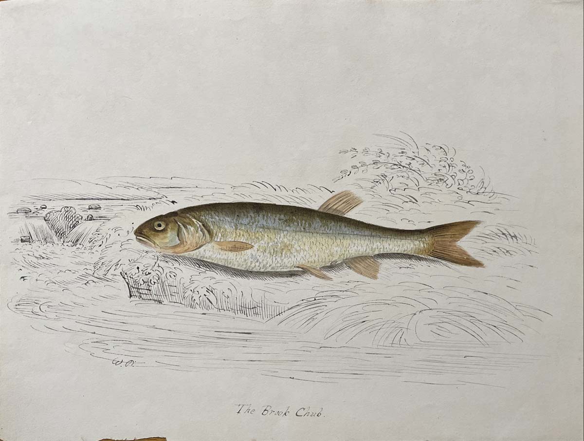 The Brook Chub