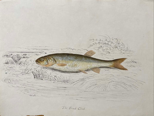 The Brook Chub