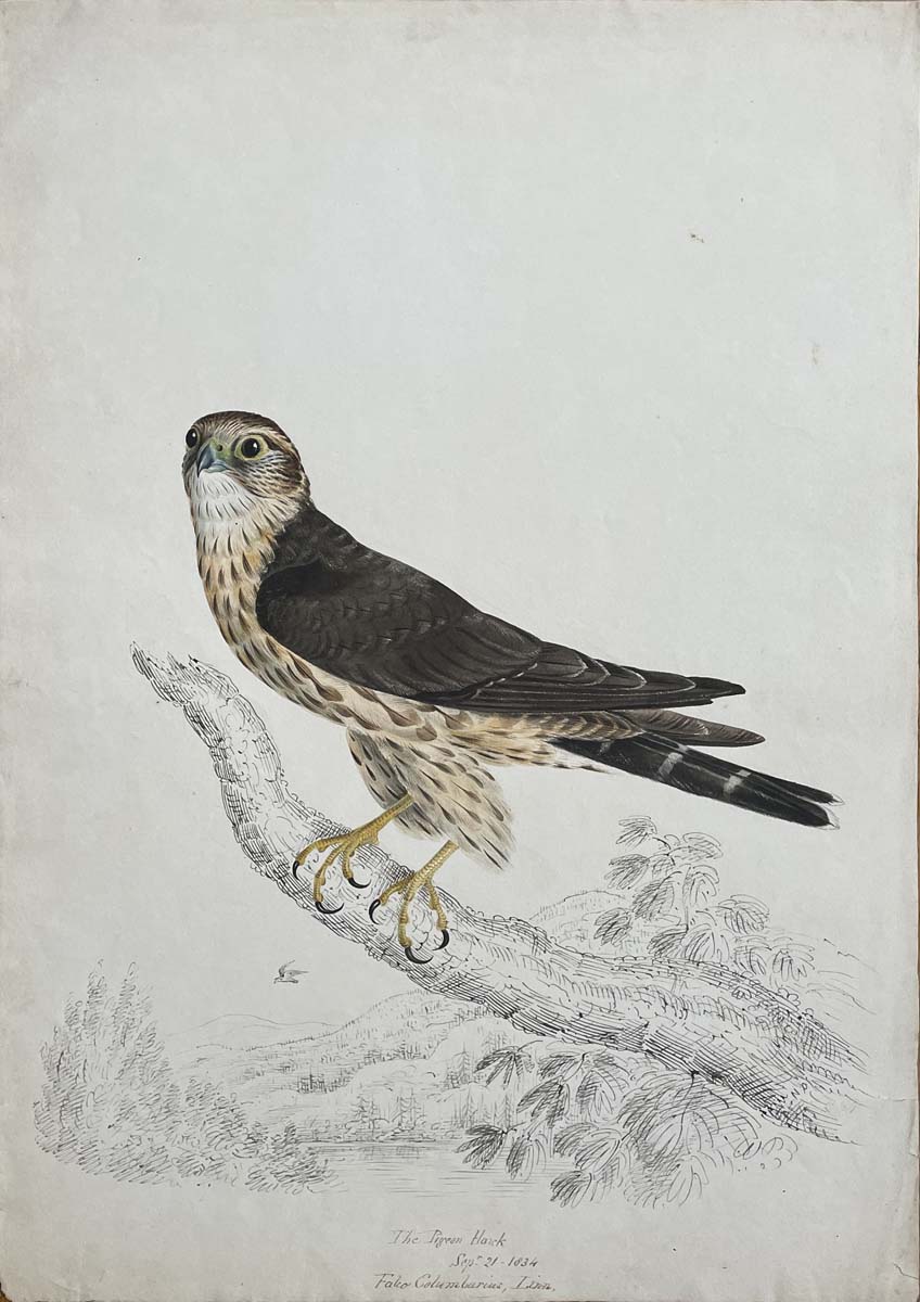 The Pigeon Hawk Sept 21 1834 Falco Columbarius Linn.