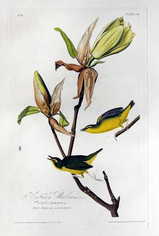 AUDUBON, John James (1785 - 1851) Kentucky Warbler, Plate XXXVIII from Birds of America Aquatint engraving with original hand color London: Robert Havell, 1827-1838 38 5/8" x 25 1/2" sheet