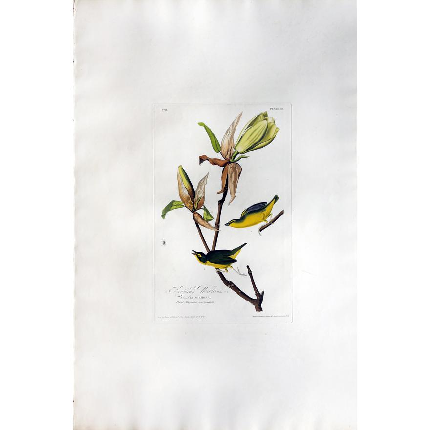 AUDUBON, John James (1785 - 1851) Kentucky Warbler, Plate XXXVIII from Birds of America Aquatint engraving with original hand color London: Robert Havell, 1827-1838 38 5/8" x 25 1/2" sheet