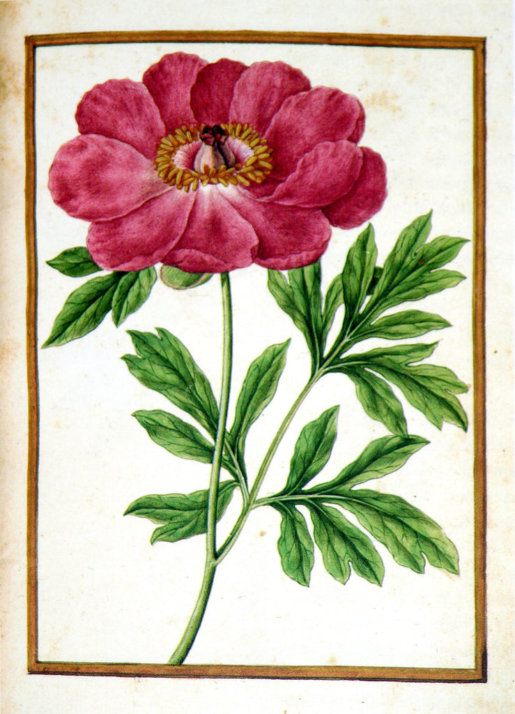 Jacques le Moyne de Morgues (French, ca. 1533-1588). Peony.