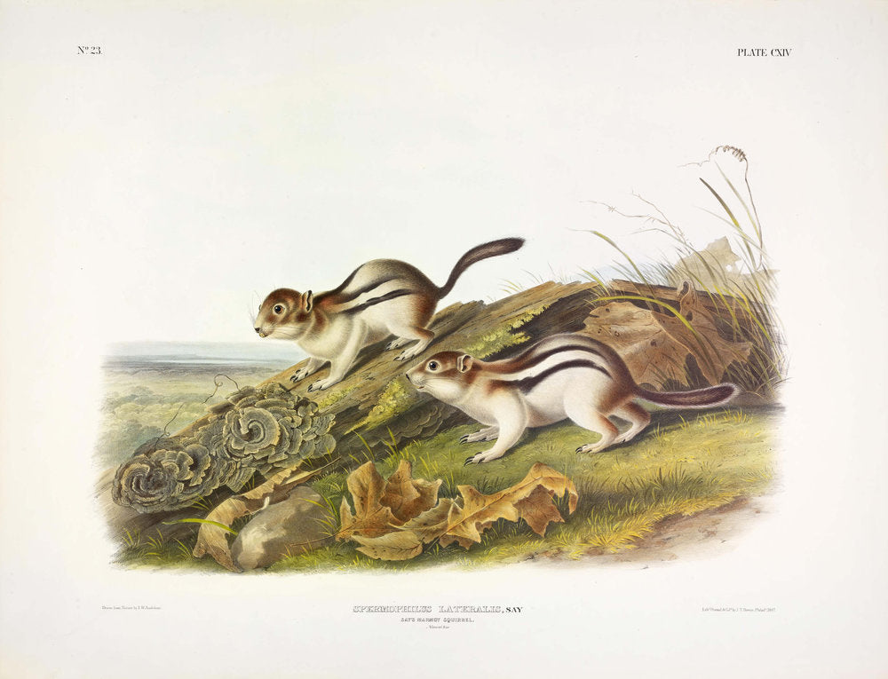 Painted by John James Audubon (1785-1851) with background likely by Victor Gifford Audubon (1809-1860) Plate CXIV - Columbian Black Tailed Deer From: Viviparous Quadrupeds of North America New York: 1845-1848 Hand colored lithograph Sheet size: 21 ¼” x 27”