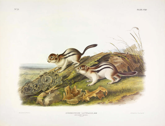 Painted by John James Audubon (1785-1851) with background likely by Victor Gifford Audubon (1809-1860)  Plate CXIV - Columbian Black Tailed Deer  From: Viviparous Quadrupeds of North America  New York: 1845-1848  Hand colored lithograph  Sheet size: 21 ¼” x 27”
