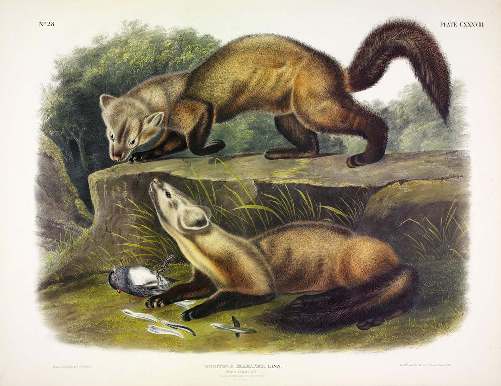 Painted by John James Audubon (1785-1851) with background likely by Victor Gifford Audubon (1809-1860) Plate CXXXVIII - Pine Marten From: Viviparous Quadrupeds of North America New York: 1845-1848 Hand colored lithograph Sheet size: 21 ¼” x 27”
