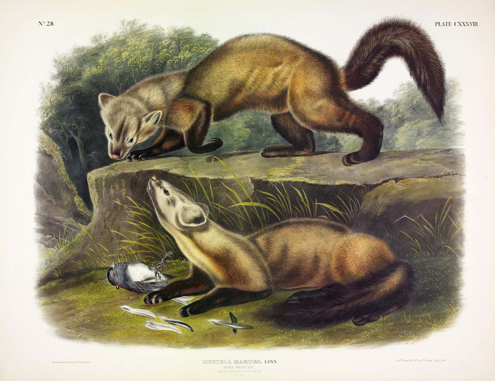 Painted by John James Audubon (1785-1851) with background likely by Victor Gifford Audubon (1809-1860)  Plate CXXXVIII - Pine Marten  From: Viviparous Quadrupeds of North America  New York: 1845-1848  Hand colored lithograph  Sheet size: 21 ¼” x 27”