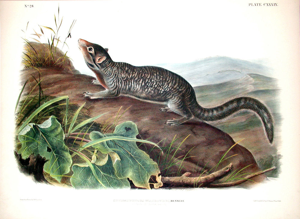 John James Audubon (1785-1851). Long tailed Spermophile, Plate 139. The Viviparous Quadrupeds of North America.