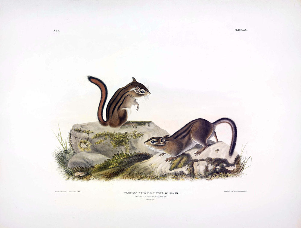 Plate I - Common American Wildcat From: Viviparous Quadrupeds of North America New York: 1845-1848 Hand colored lithograph Sheet size: 21 ¼” x 27”
