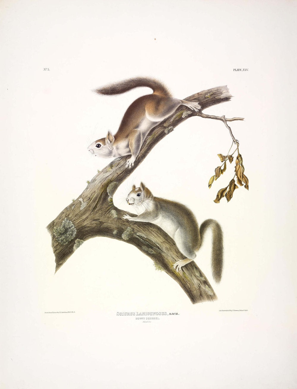 Painted by John James Audubon (1785-1851) with background likely by Victor Gifford Audubon (1809-1860) Plate XXV - Downy Squirrel From: Viviparous Quadrupeds of North America New York: 1845-1848 Hand colored lithograph Sheet size: 21 ¼” x 27”