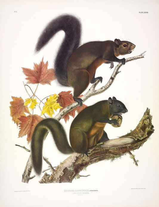 Painted by John James Audubon (1785-1851) with background likely by Victor Gifford Audubon (1809-1860)  Plate XXVII - Long Haired Squirrel  From: Viviparous Quadrupeds of North America  New York: 1845-1848  Hand colored lithograph  Sheet size: 21 ¼” x 27”