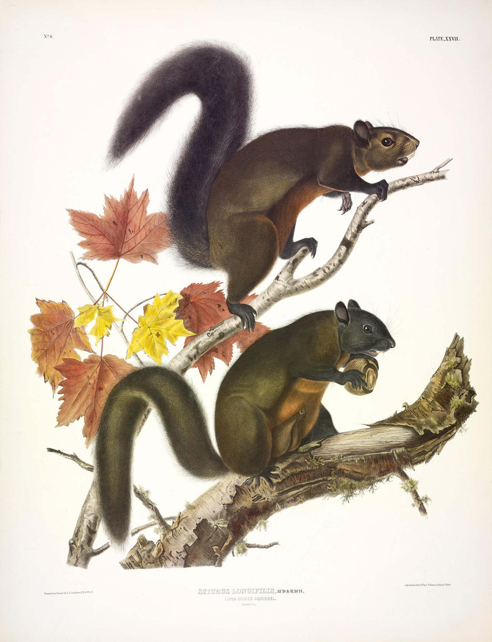 Painted by John James Audubon (1785-1851) with background likely by Victor Gifford Audubon (1809-1860)  Plate XXVII - Long Haired Squirrel  From: Viviparous Quadrupeds of North America  New York: 1845-1848  Hand colored lithograph  Sheet size: 21 ¼” x 27”