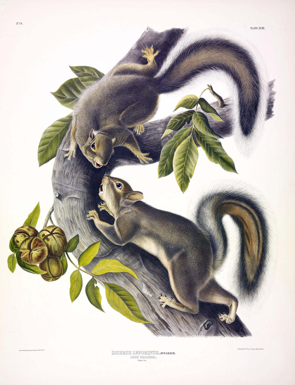 Painted by John James Audubon (1785-1851) with background likely by Victor Gifford Audubon (1809-1860) Plate XXXXIII - Hare Squirrel From: Viviparous Quadrupeds of North America New York: 1845-1848 Hand colored lithograph Sheet size: 21 ¼” x 27”