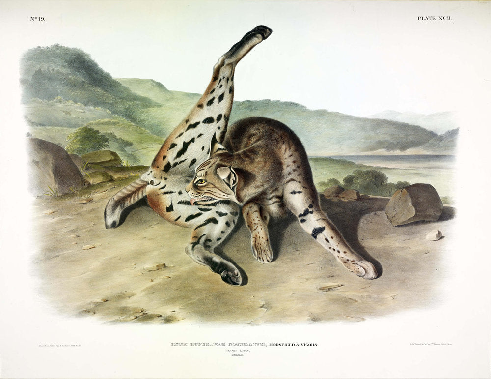 John James Audubon (1785-1851) Texan Lynx, Plate 92. Viviparous Quadrupeds of North America.