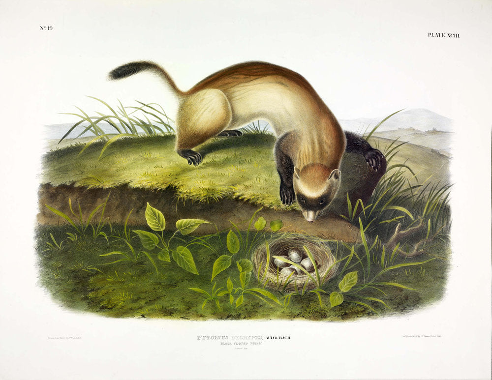 Painted by John James Audubon (1785-1851) with background likely by Victor Gifford Audubon (1809-1860) Plate XCIII - Black Footed Ferret From: Viviparous Quadrupeds of North America New York: 1845-1848 Hand colored lithograph Sheet size: 21 ¼” x 27”