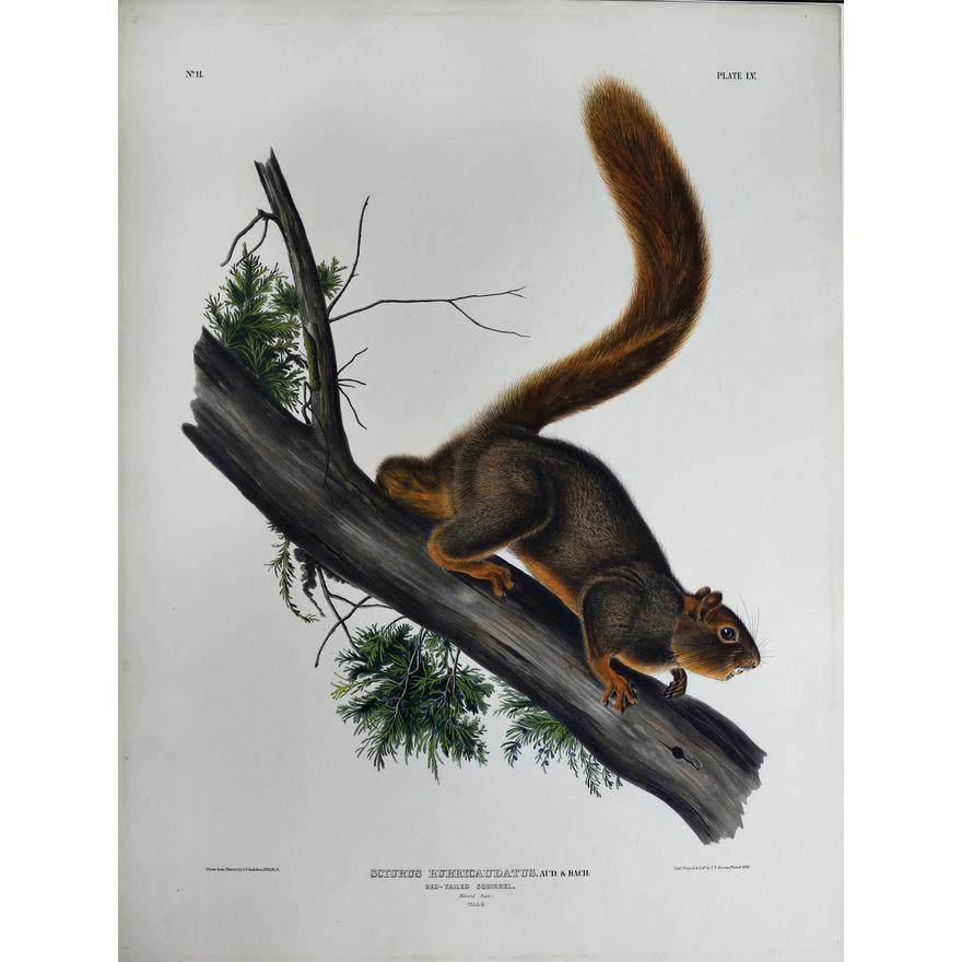 Painted by John James Audubon (1785-1851) with background likely by Victor Gifford Audubon (1809-1860) Plate LV - Red-tailed Squirrel From: Viviparous Quadrupeds of North America New York: 1845-1848 Hand colored lithograph Sheet size: 21 ¼” x 27”