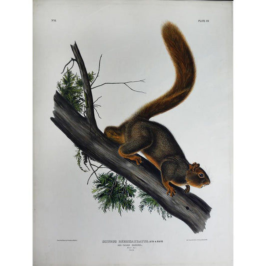 Painted by John James Audubon (1785-1851) with background likely by Victor Gifford Audubon (1809-1860)  Plate LV - Red-tailed Squirrel  From: Viviparous Quadrupeds of North America  New York: 1845-1848  Hand colored lithograph  Sheet size: 21 ¼” x 27”