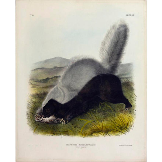 Painted by John James Audubon (1785-1851) with background likely by Victor Gifford Audubon (1809-1860)  Plate VIII - Texan Skunk  From: Viviparous Quadrupeds of North America  New York: 1845-1848  Hand colored lithograph  Sheet size: 21 ¼” x 27”