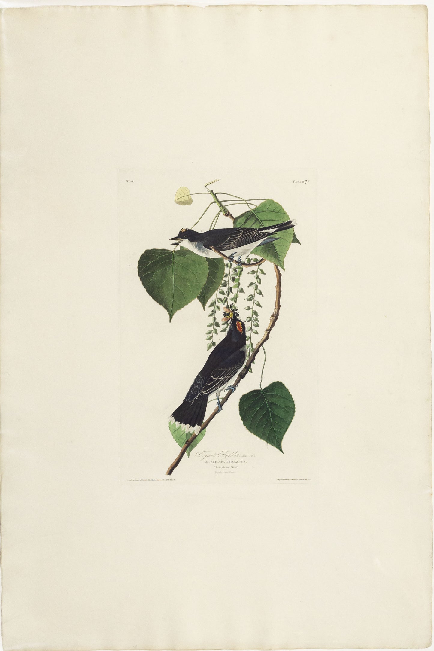 John James Audubon (1785-1851) Plate LXXIX Tyrant Flycatcher from Birds of America Engraved by Robert Havell (1793-1878) Published: London, 1827-1838 Aquatint engraving with original hand coloring Paper size: 38 1/2 x 25 1/2"