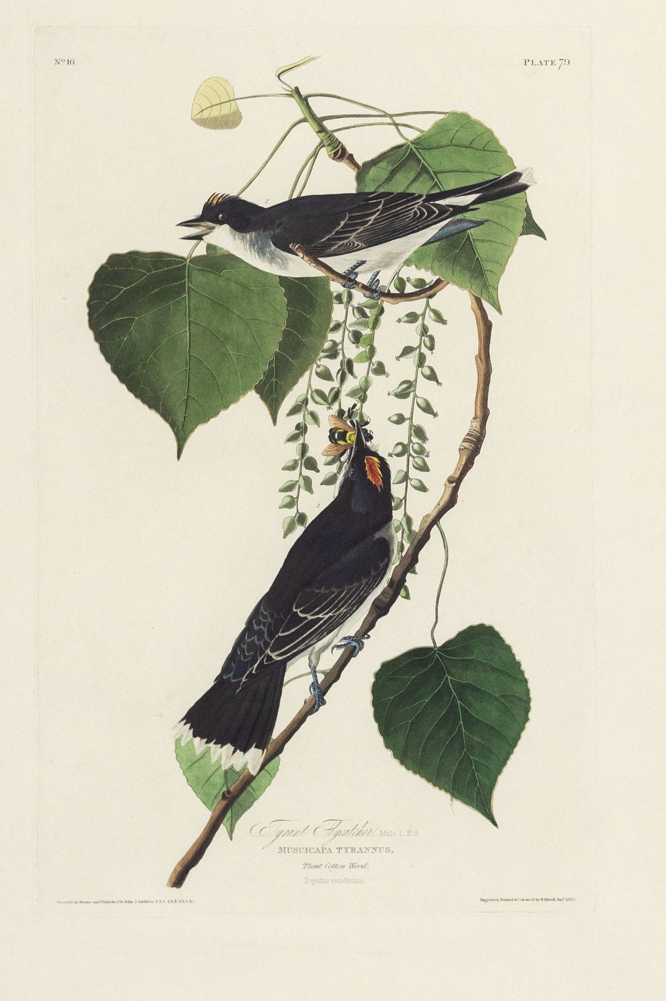 John James Audubon (1785-1851) Plate LXXIX Tyrant Flycatcher from Birds of America Engraved by Robert Havell (1793-1878) Published: London, 1827-1838 Aquatint engraving with original hand coloring Paper size: 38 1/2 x 25 1/2"