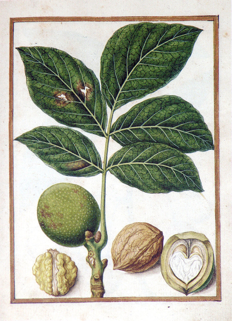 Jacques le Moyne de Morgues (French, ca. 1533-1588). Walnut.