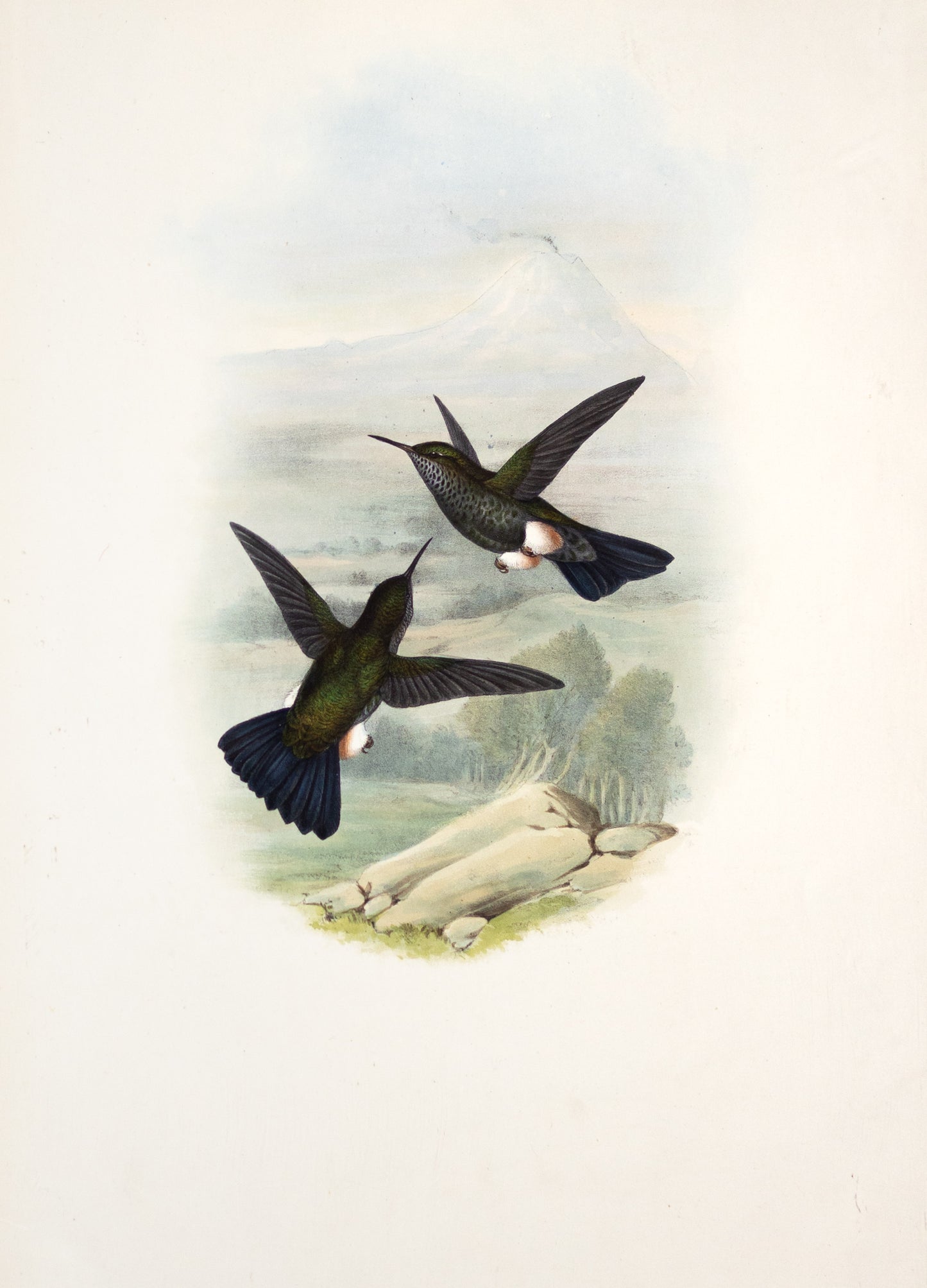 John Gould (1804-1881), Eriocnemis Squamata