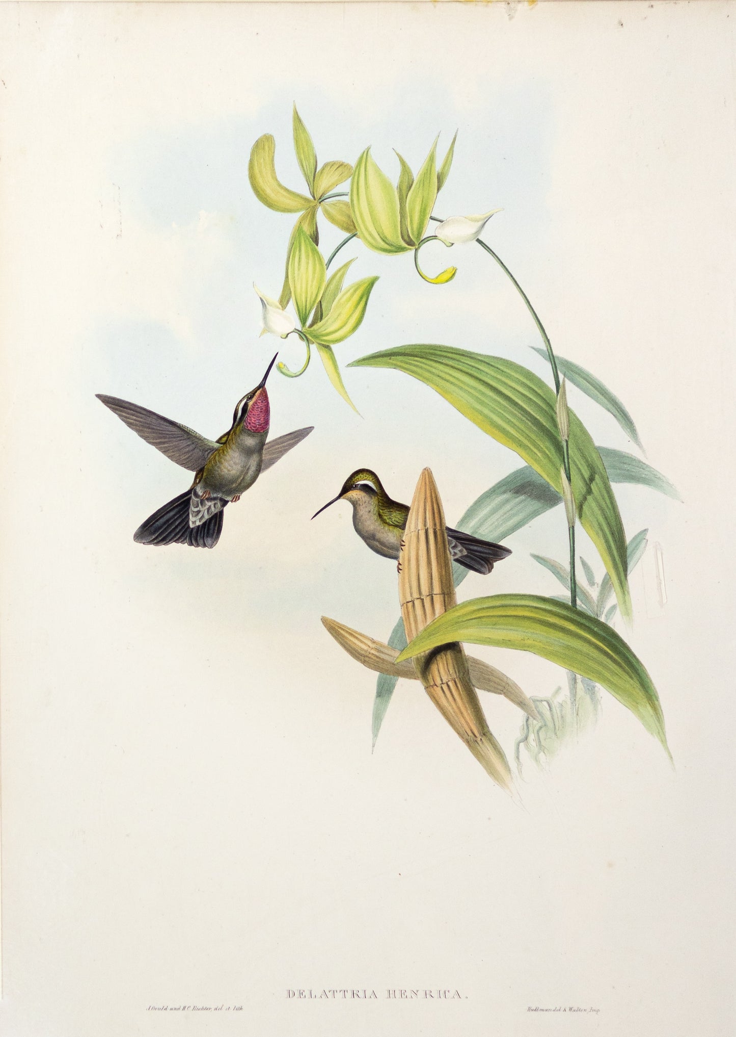 John Gould (1804-1881), Delattria Henrica