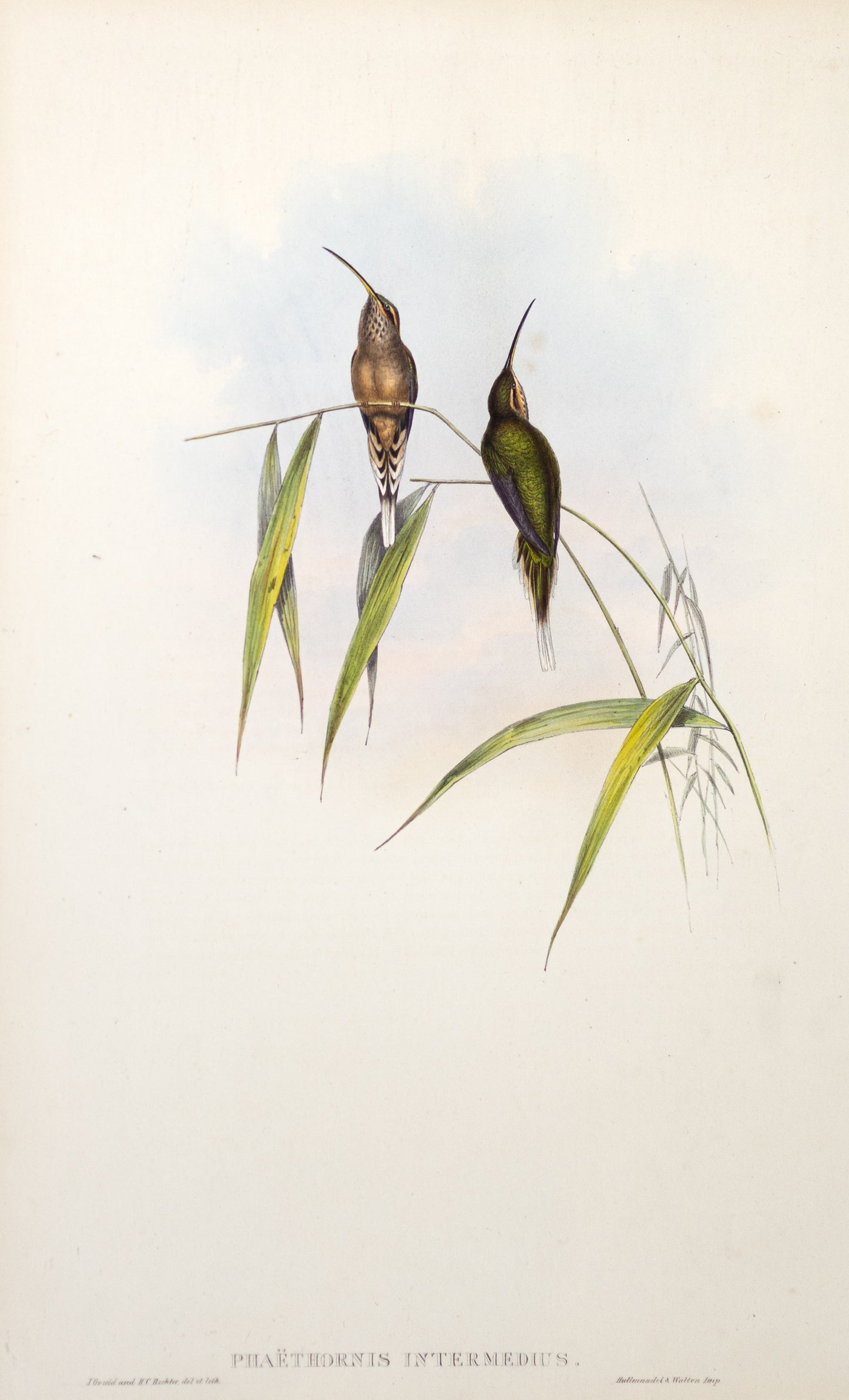 John Gould (1804-1881), Phaethornis Intermedius.