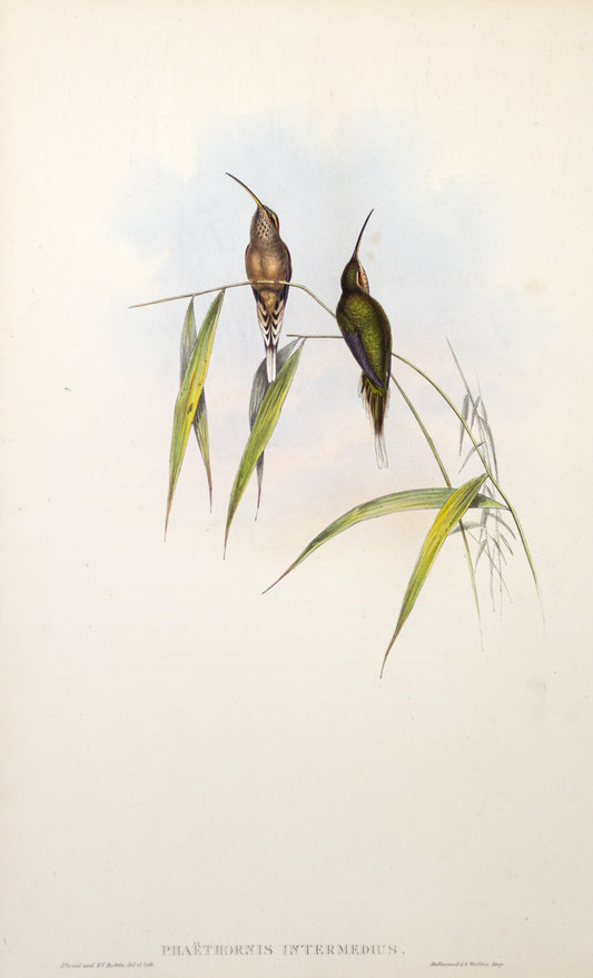 John Gould (1804-1881), Phaethornis Intermedius
