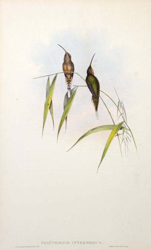 John Gould (1804-1881), Phaethornis Intermedius.