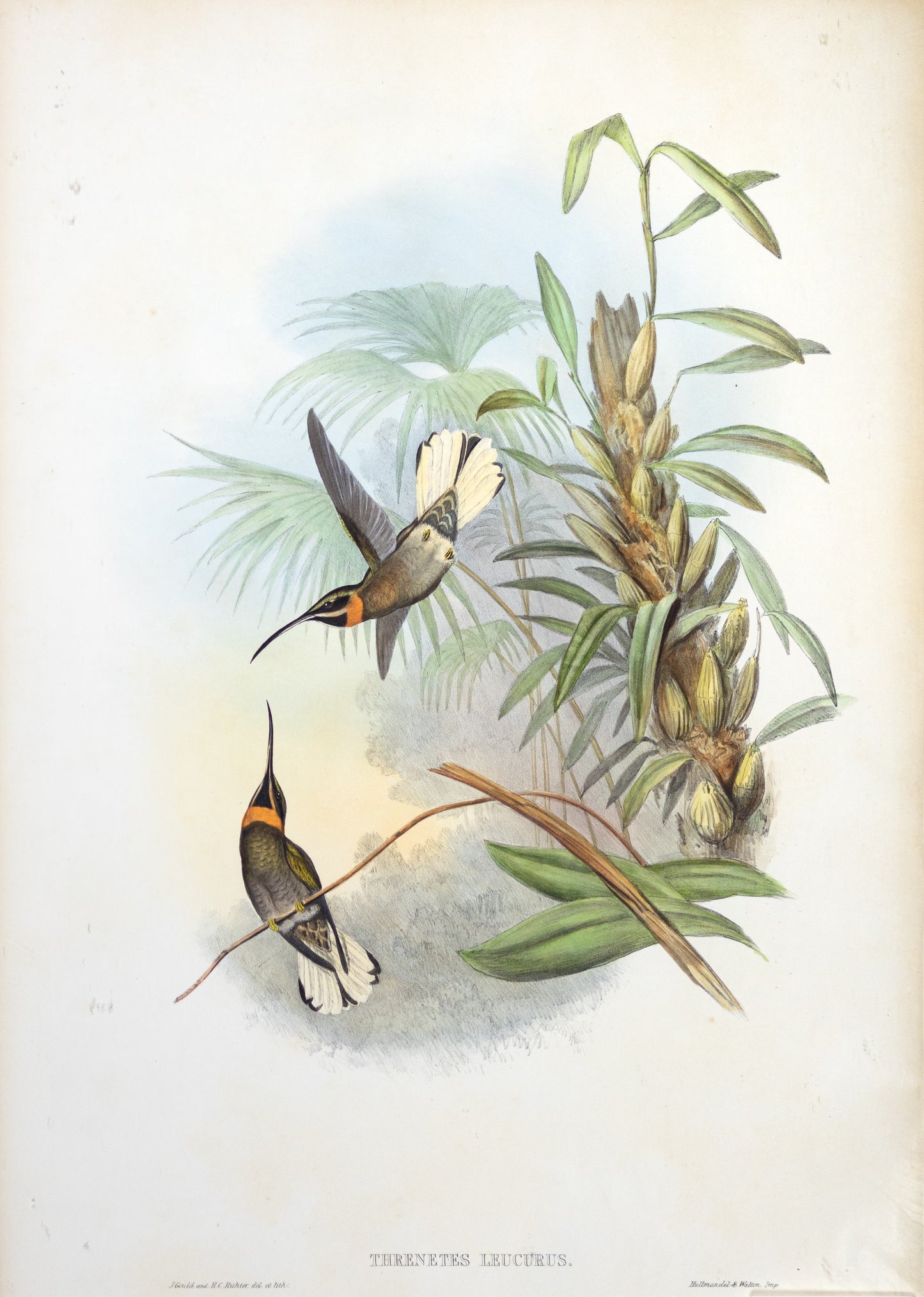 John Gould (1804-1881), Threnetes Leucurus