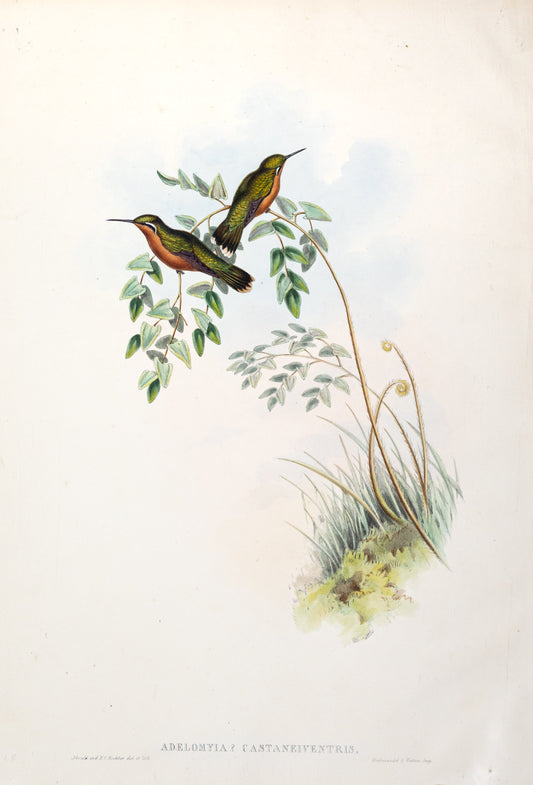 John Gould (1804-1881), Adelomyia Castaneiventris