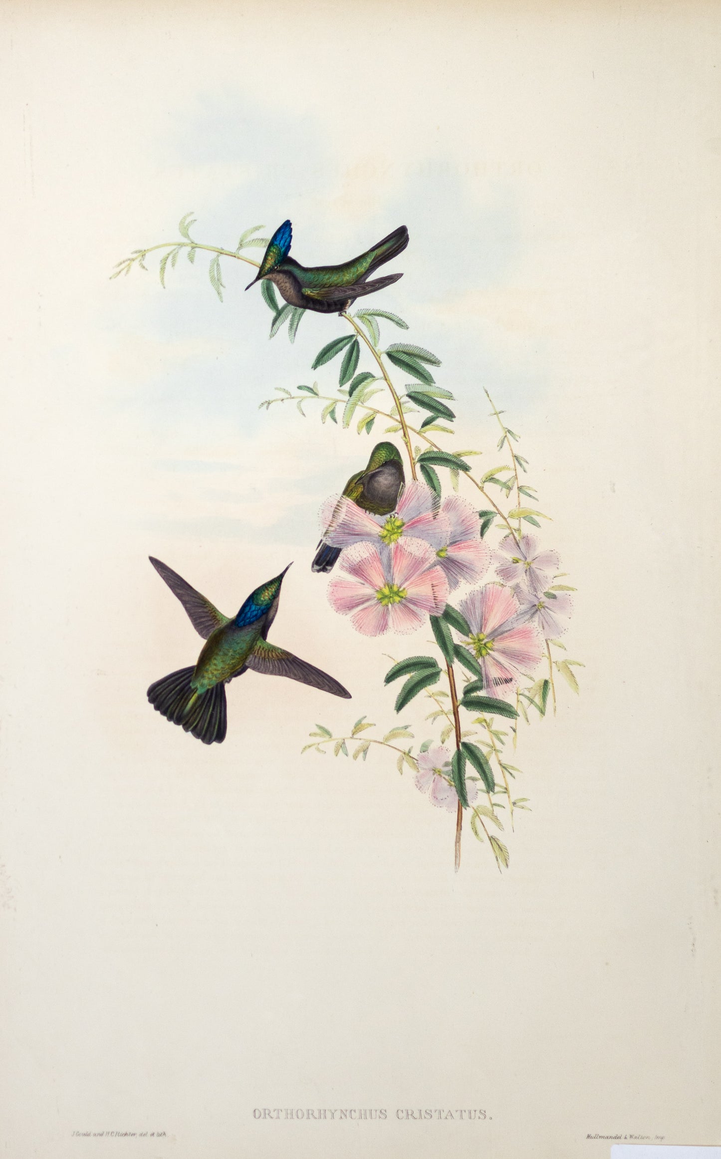 John Gould (1804-1881), Orthorhynchus Cristatus.