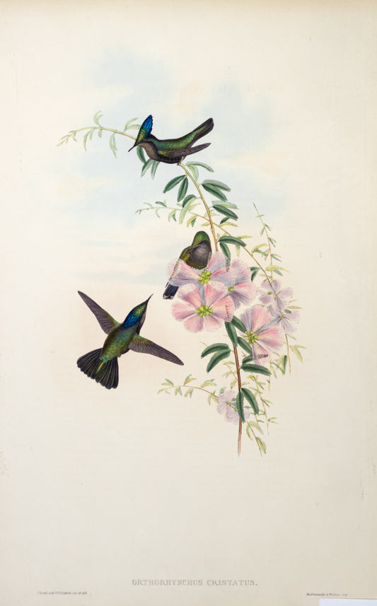 John Gould (1804-1881), Orthorhynchus Cristatus.