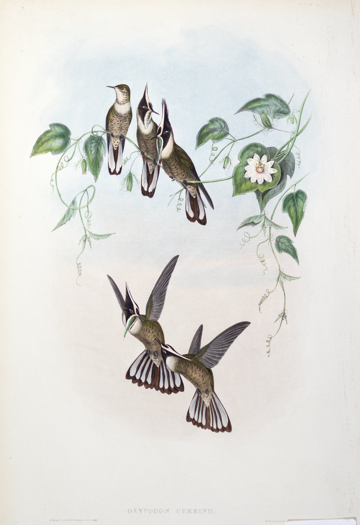 John Gould (1804-1881), Oxypogon Guerinii.