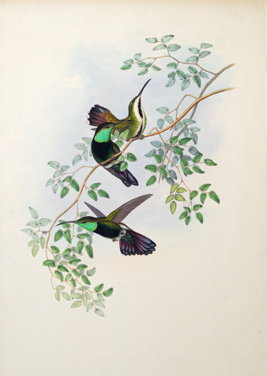 John Gould (1804-1881), Lampornis Gramineus