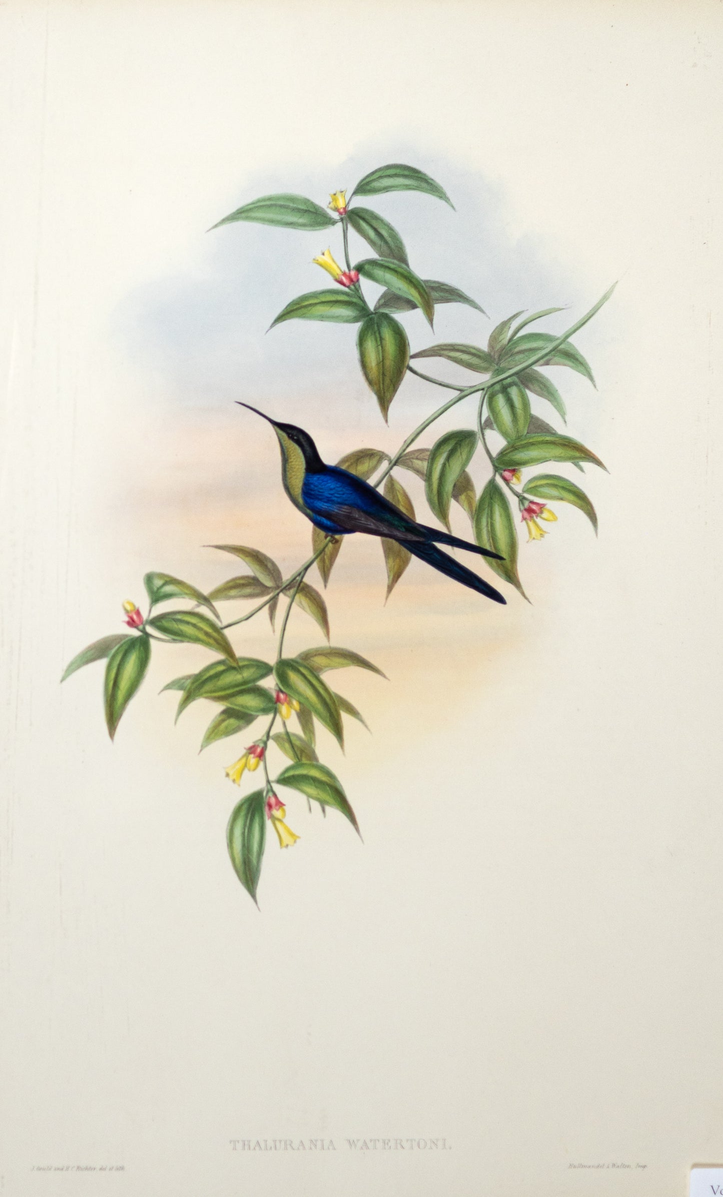 John Gould (1804-1881), Thalurania Watertoni