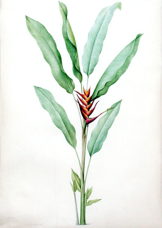 Redouté, Pierre-Joseph (Belgian, 1759-1840), “Lobster Claw” Heliconia humilis