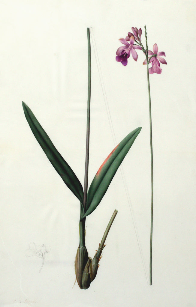 Pierre-Joseph Redouté (Belgian, 1759-1840), “Bilobed Epidendrum” Epidendrum bifidum - Arader Galleries