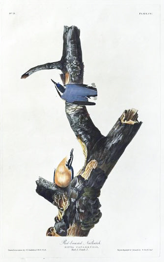 John James Audubon (1785-1851), Plate CV Red-breasted Nuthatch