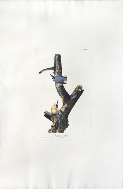 John James Audubon (1785-1851), Plate CV Red-breasted Nuthatch