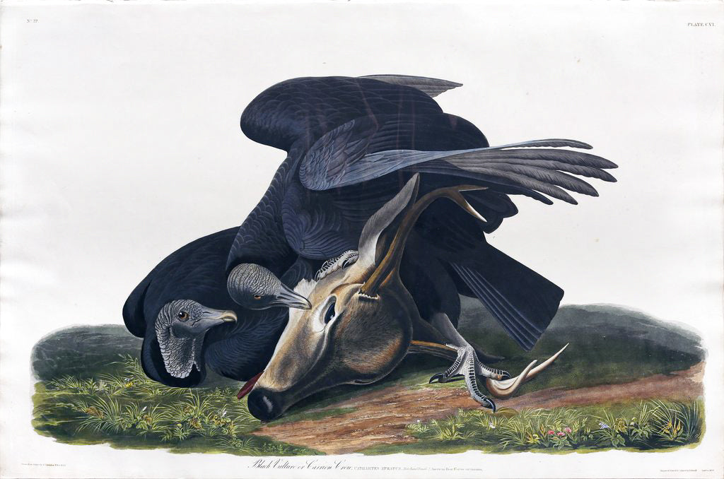John James Audubon (1785-1851), Plate CVI Black Vulture or Carrion Crow