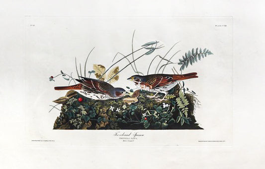 John James Audubon (1785-1851), Plate CVIII Fox-Colored Sparrow